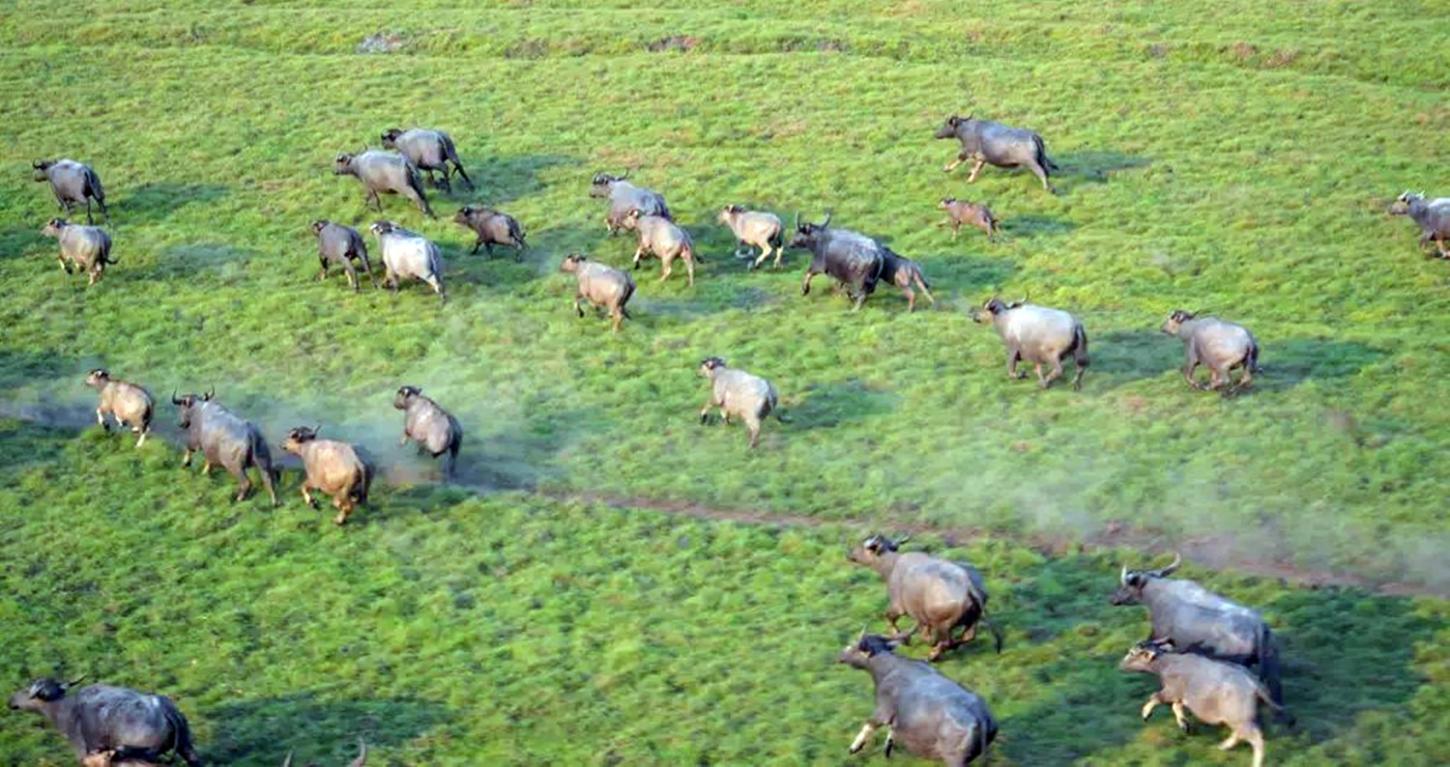 Começa teste para erradicação de 5 mil búfalos invasores em área remota de Rondônia