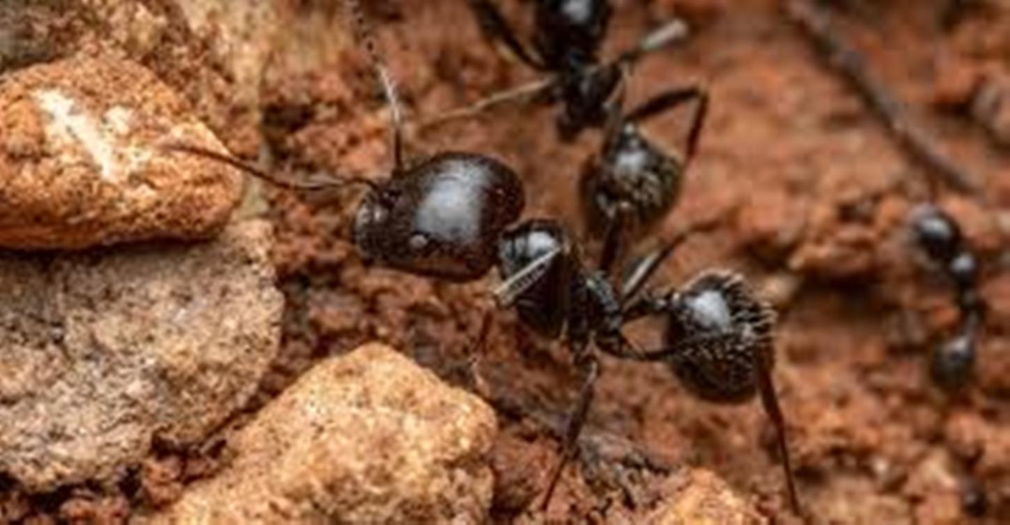 Picada mais dolorosa do planeta é de um animal minúsculo e presente no Brasil