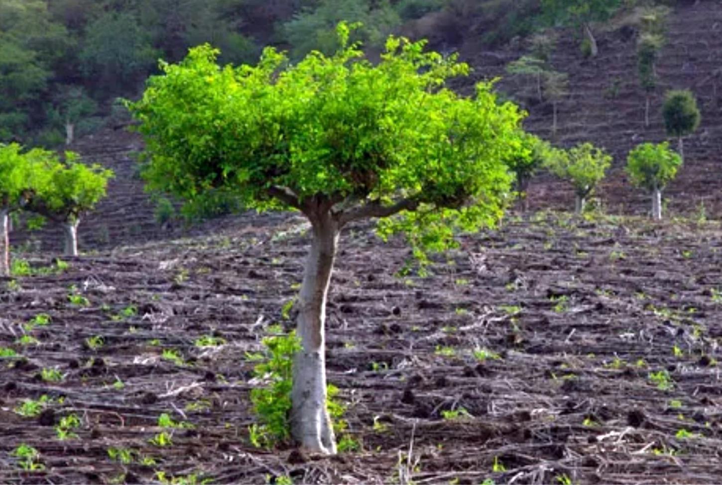Planta de baixo investimento transforma pequenas propriedades e conquista mercado internacional em ritmo acelerado