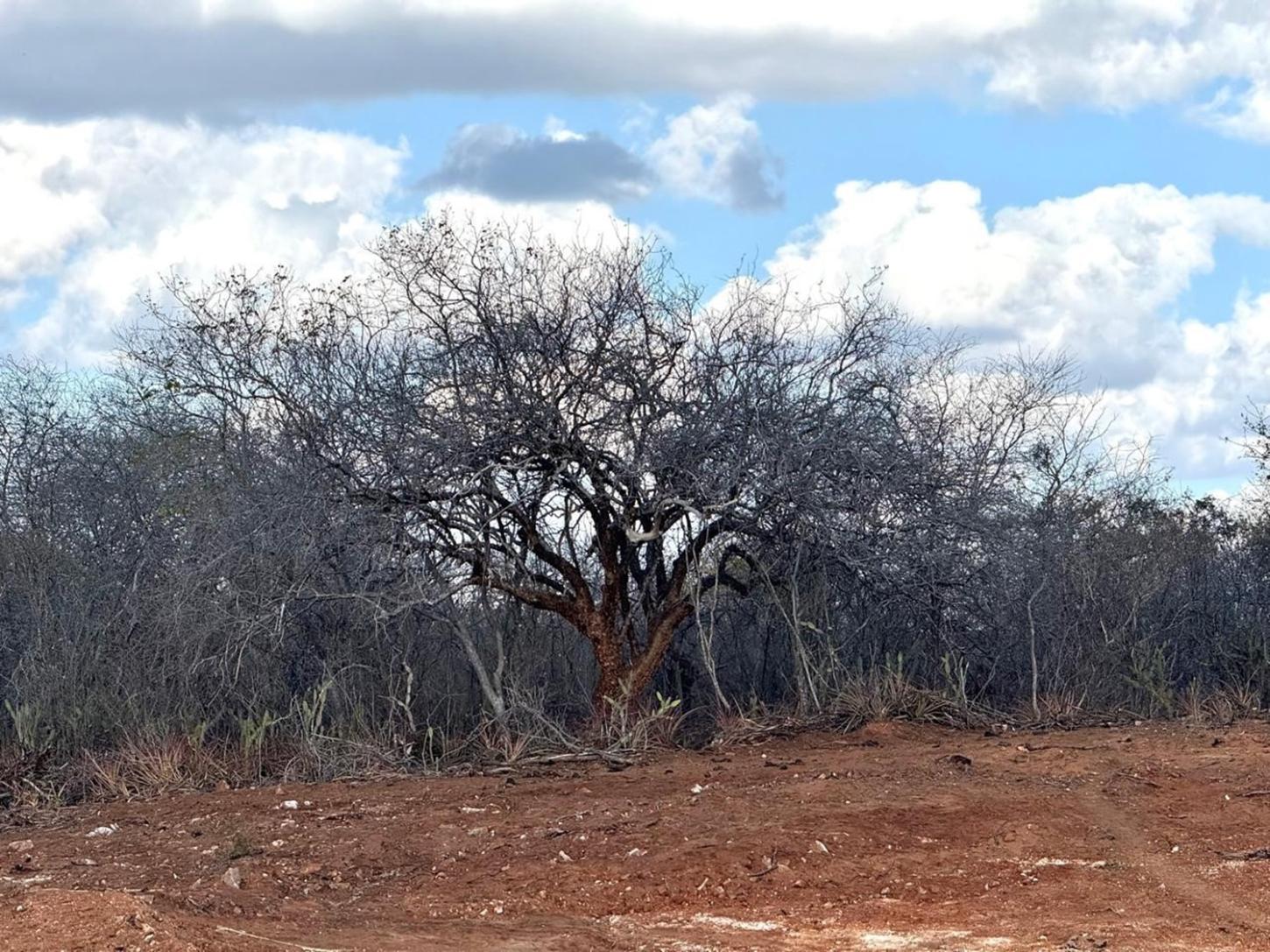 28 DE ABRIL - DIA NACIONAL DA CAATINGA 🌵