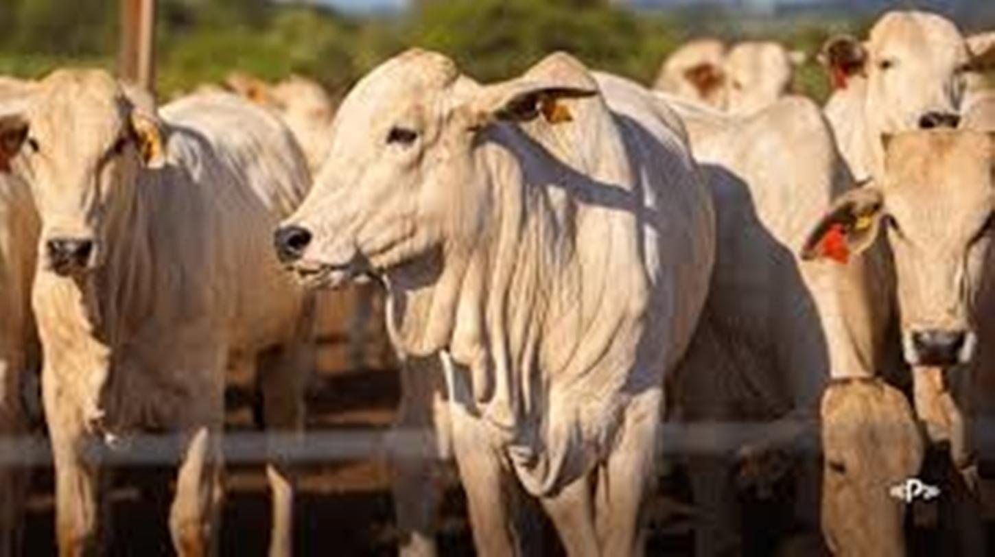 Frigorífico de Guajará-Mirim causa prejuízo de mais de 10 milhões à pecuaristas